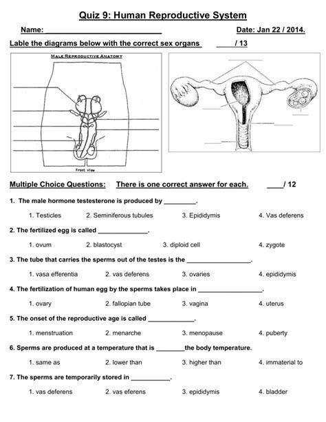 Anatomy And Physiology Reproductive System Worksheet Anatomy Worksheets