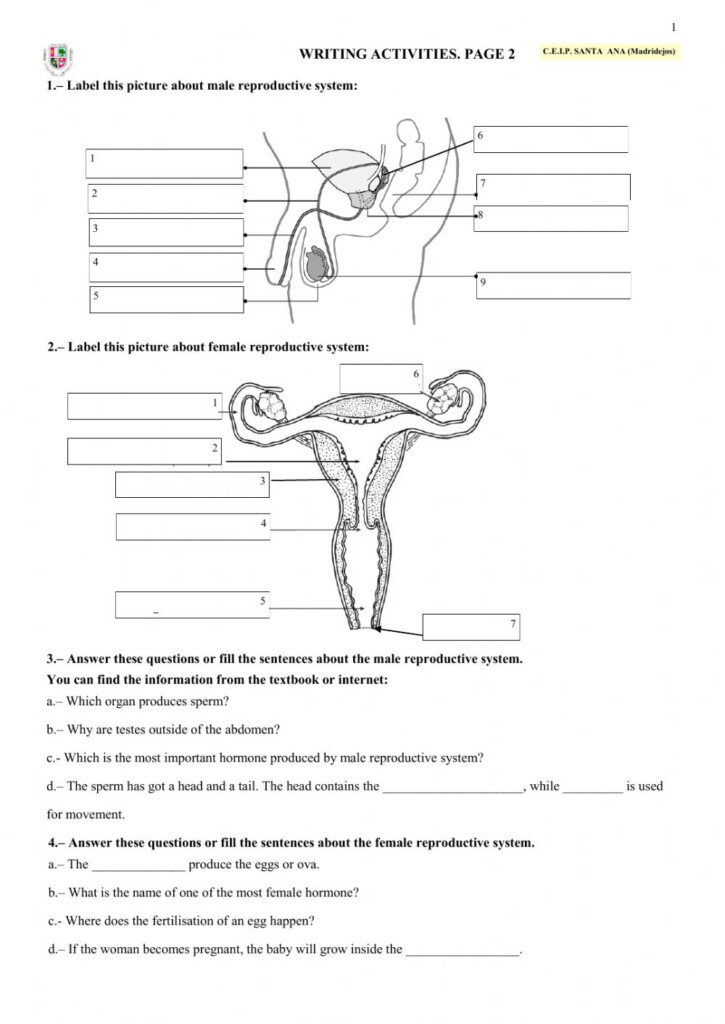 Anatomy And Physiology Reproductive System Worksheet Answer Key 
