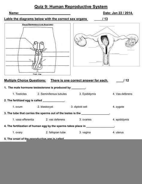 Anatomy And Physiology Reproductive System Worksheet Answers Anatomy 