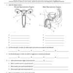 Anatomy And Physiology Reproductive System Worksheet Key Anatomy 