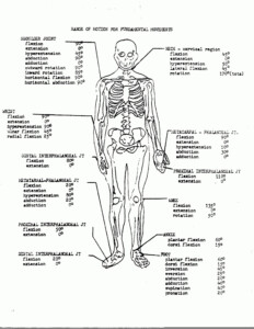 Anatomy And Physiology Worksheets