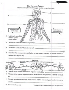 Anatomy And Physiology Worksheets Free Anatomy Worksheets