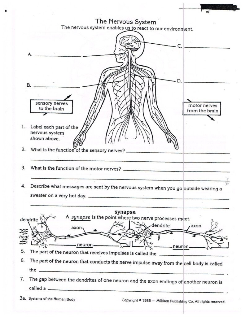 Anatomy And Physiology Worksheets Free Anatomy Worksheets