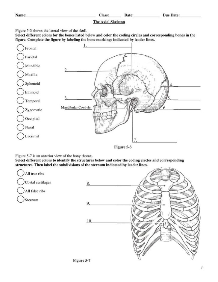 Anatomy And Physiology Worksheets Printable Notes Ronald Worksheets