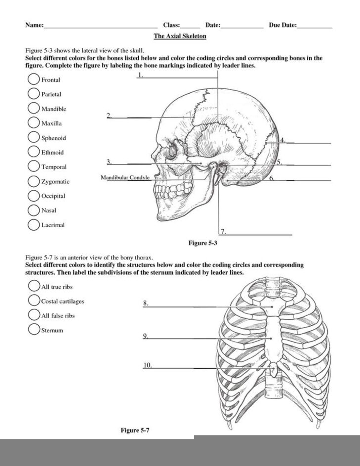 Anatomy And Physiology Worksheets Printable Notes Ronald Worksheets