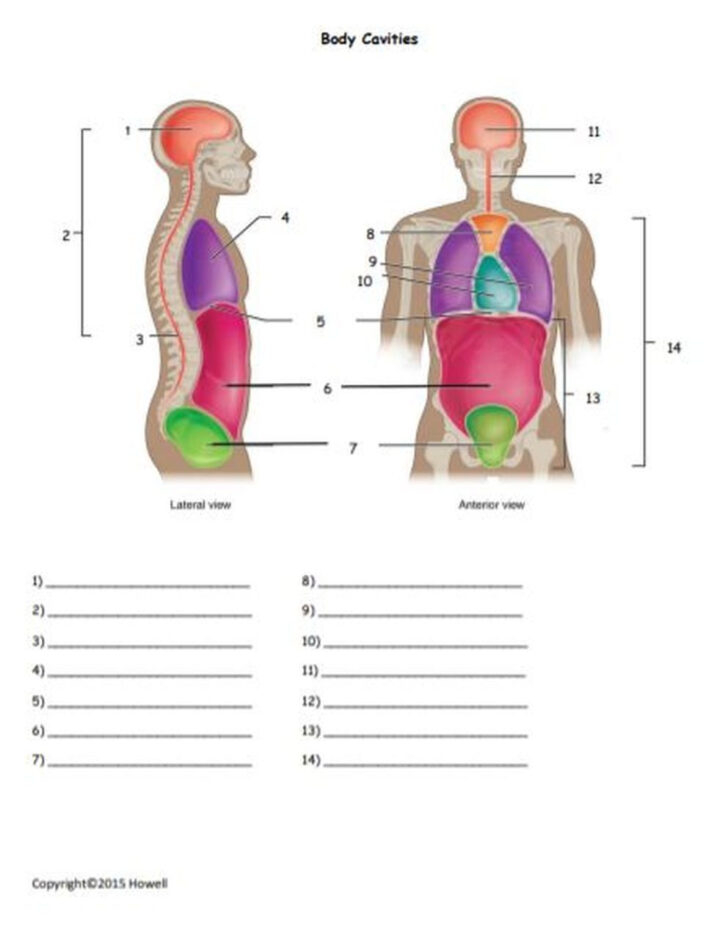 Anatomy Body Regions Worksheet Anatomy Worksheets