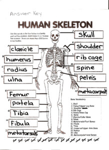 Anatomy Chapter 5 Skeletal System Worksheet Answers Anatomy Worksheets