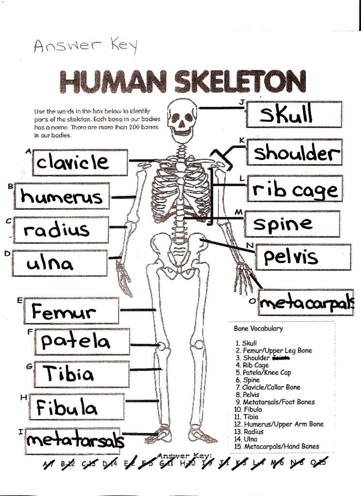 Anatomy Chapter 5 Skeletal System Worksheet Answers Anatomy Worksheets