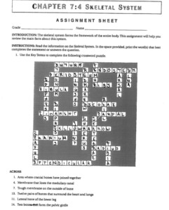 Anatomy Chapter 7 Skeletal System Worksheet Answers Anatomy Worksheets