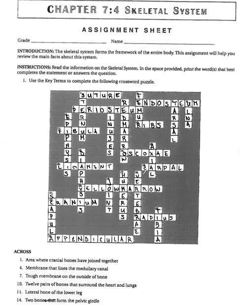 Anatomy Chapter 7 Skeletal System Worksheet Answers Anatomy Worksheets