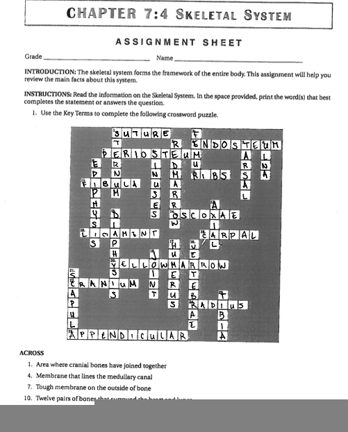 Anatomy Chapter 7 Skeletal System Worksheet Answers Anatomy Worksheets
