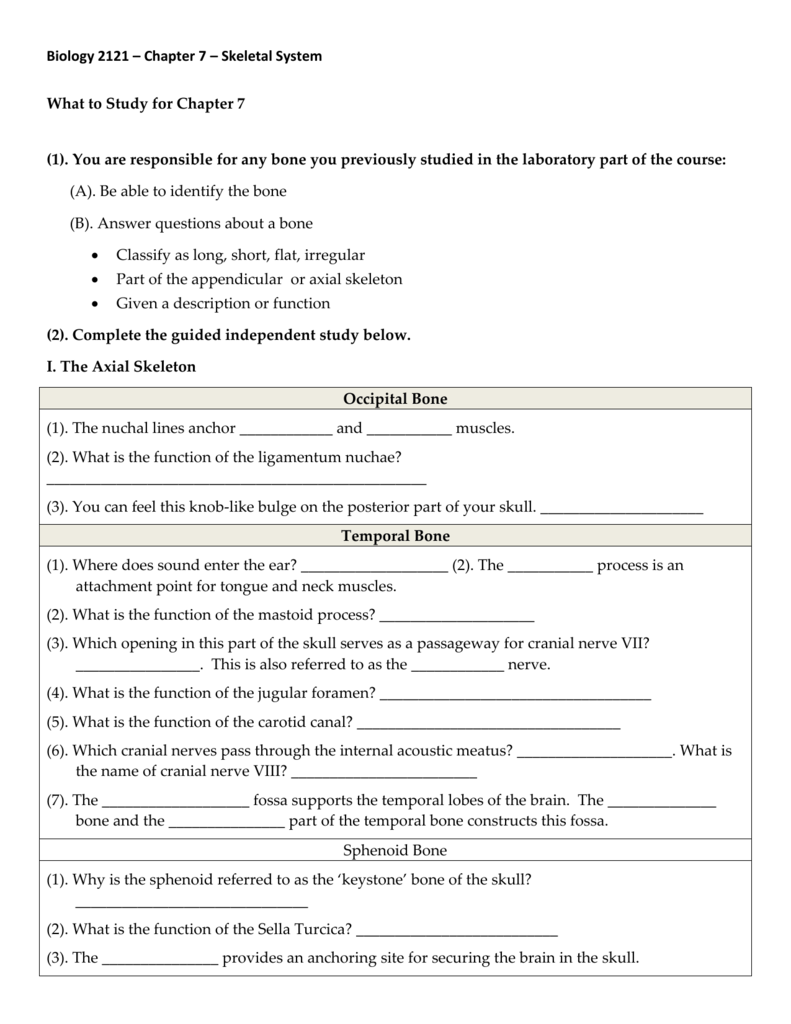 Anatomy Chapter 7 Skeletal System Worksheet Answers Anatomy Worksheets