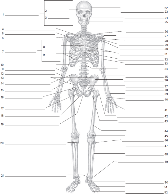 Anatomy Fill In The Blank Worksheets Anatomy Worksheets