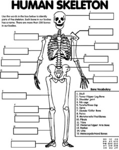 Anatomy Fill In The Blank Worksheets Free Printable Worksheet