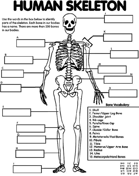 Anatomy Fill In The Blank Worksheets Free Printable Worksheet