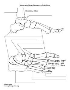 Anatomy Foot Bones Worksheet Coloring Pages Worksheets Bone Leg