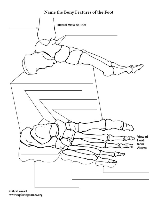 Anatomy Foot Bones Worksheet Coloring Pages Worksheets Bone Leg 