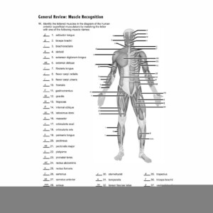 Anatomy Muscle Worksheets Printable Anatomy Worksheets
