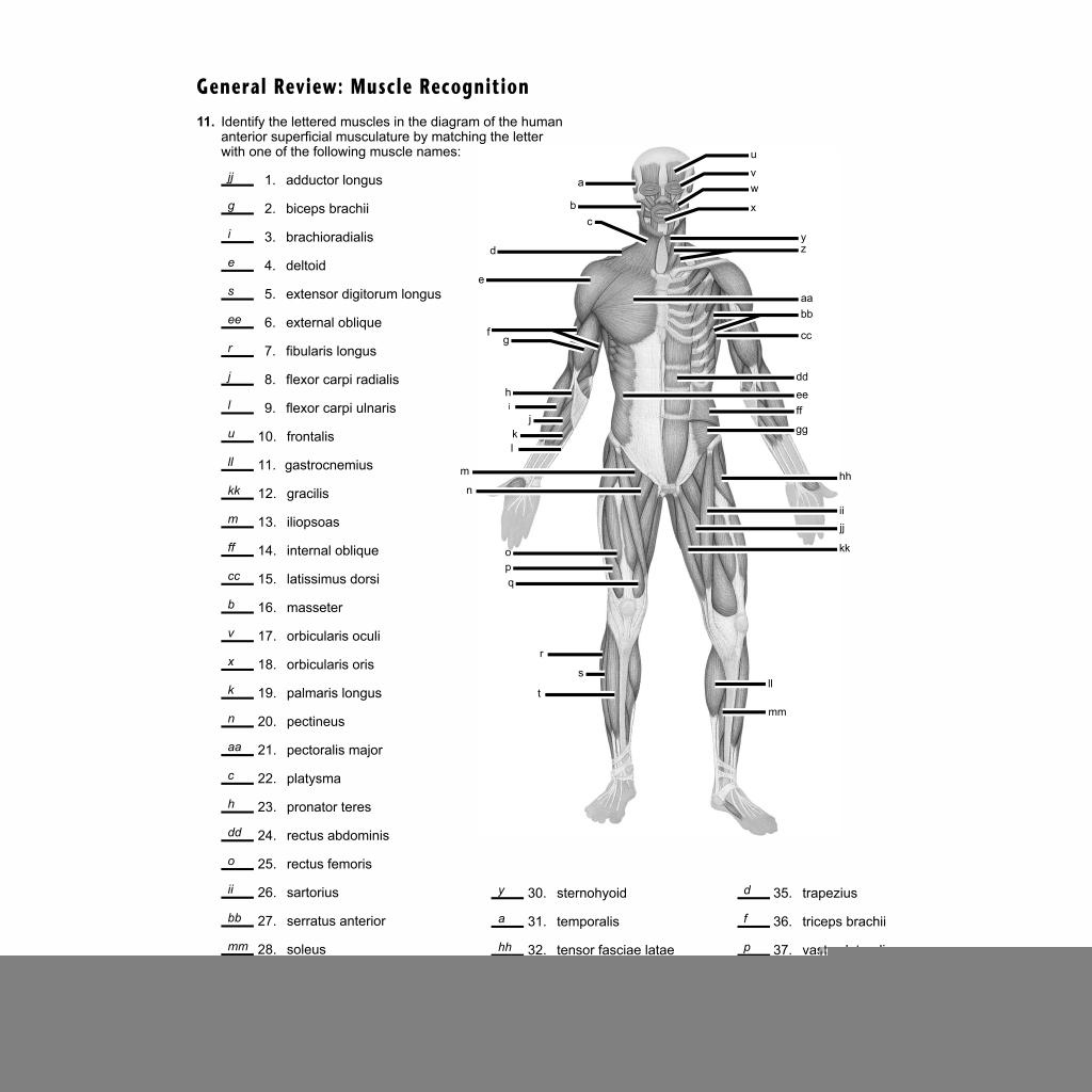 Anatomy Muscle Worksheets Printable Anatomy Worksheets