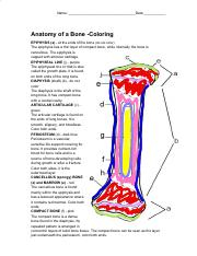 Anatomy Of A Bone Coloring Bilscreen
