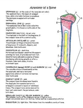 Anatomy Of A Bone Identify And Color By THE LAB ASSISTANTS TPT