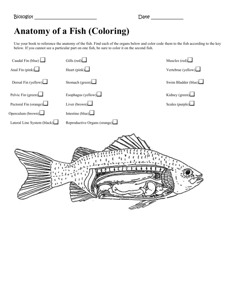 Anatomy Of A Fish Coloring Answer Key Coloring Walls