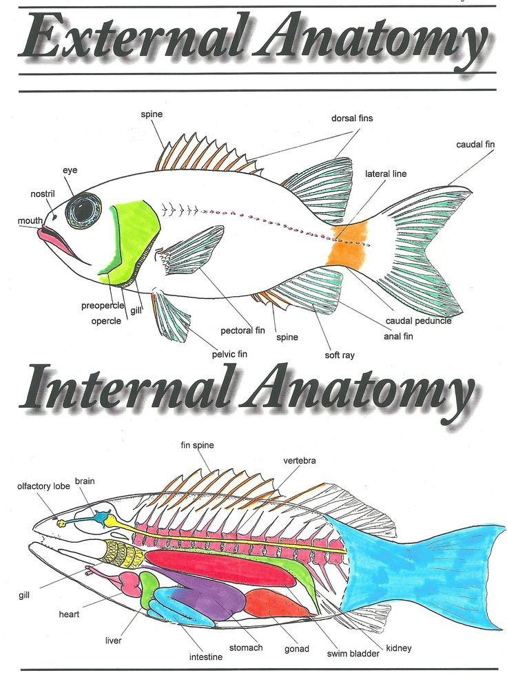 Anatomy Of A Fish Coloring Answer Key TylerkruwGoodwin