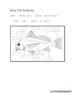 Anatomy Of A Fish Worksheets Printable Worksheets