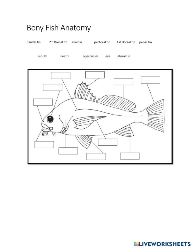 Anatomy Of A Fish Worksheets Printable Worksheets