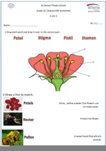 Anatomy Of A Flower Super Teacher Worksheets Anatomy Worksheets
