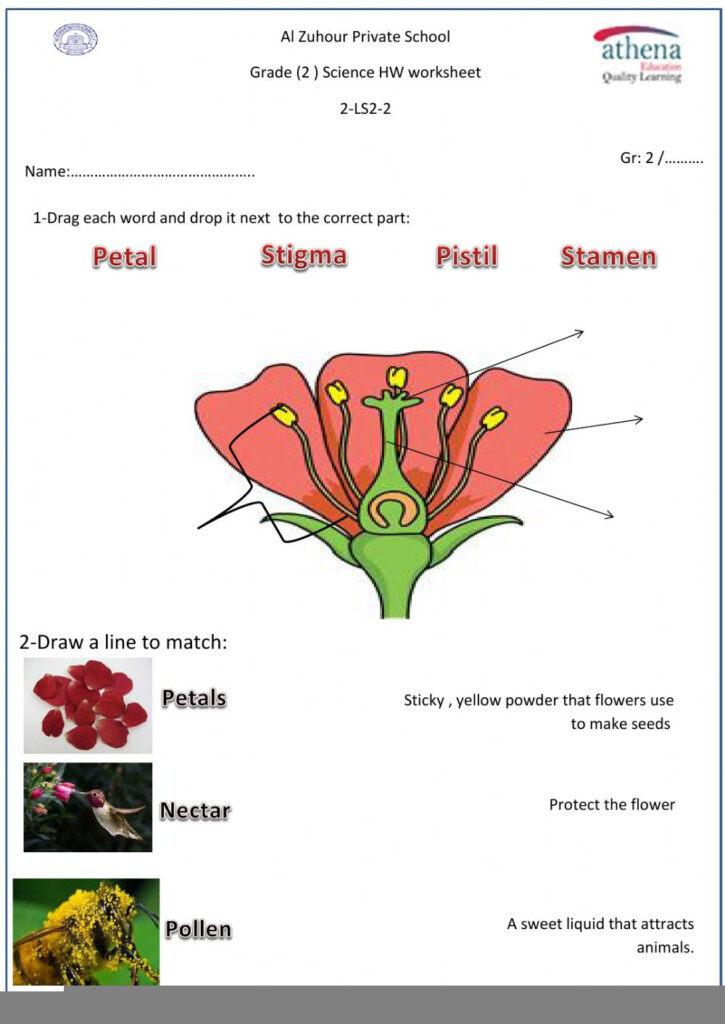 Anatomy Of A Flower Super Teacher Worksheets Anatomy Worksheets