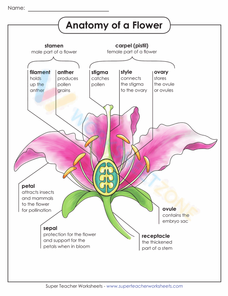Anatomy Of A Flower Worksheet