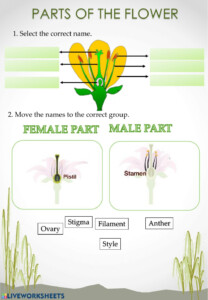 Anatomy Of A Flower Worksheet Anatomy Worksheets