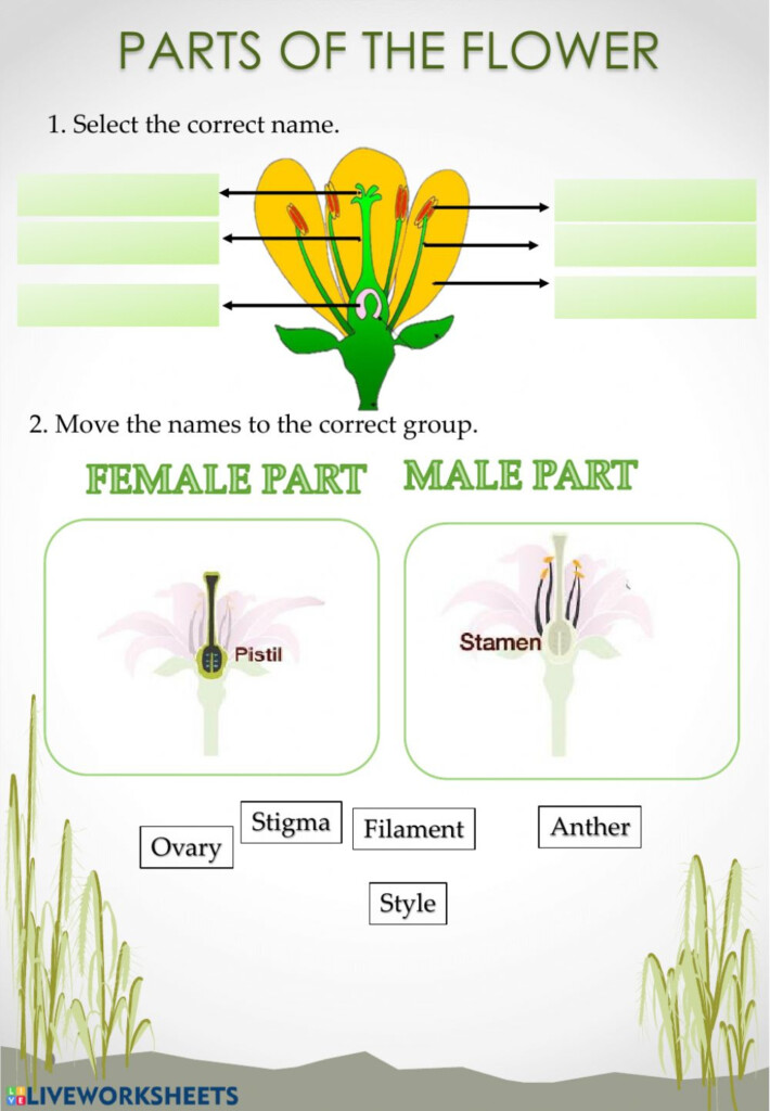 Anatomy Of A Flower Worksheet Anatomy Worksheets