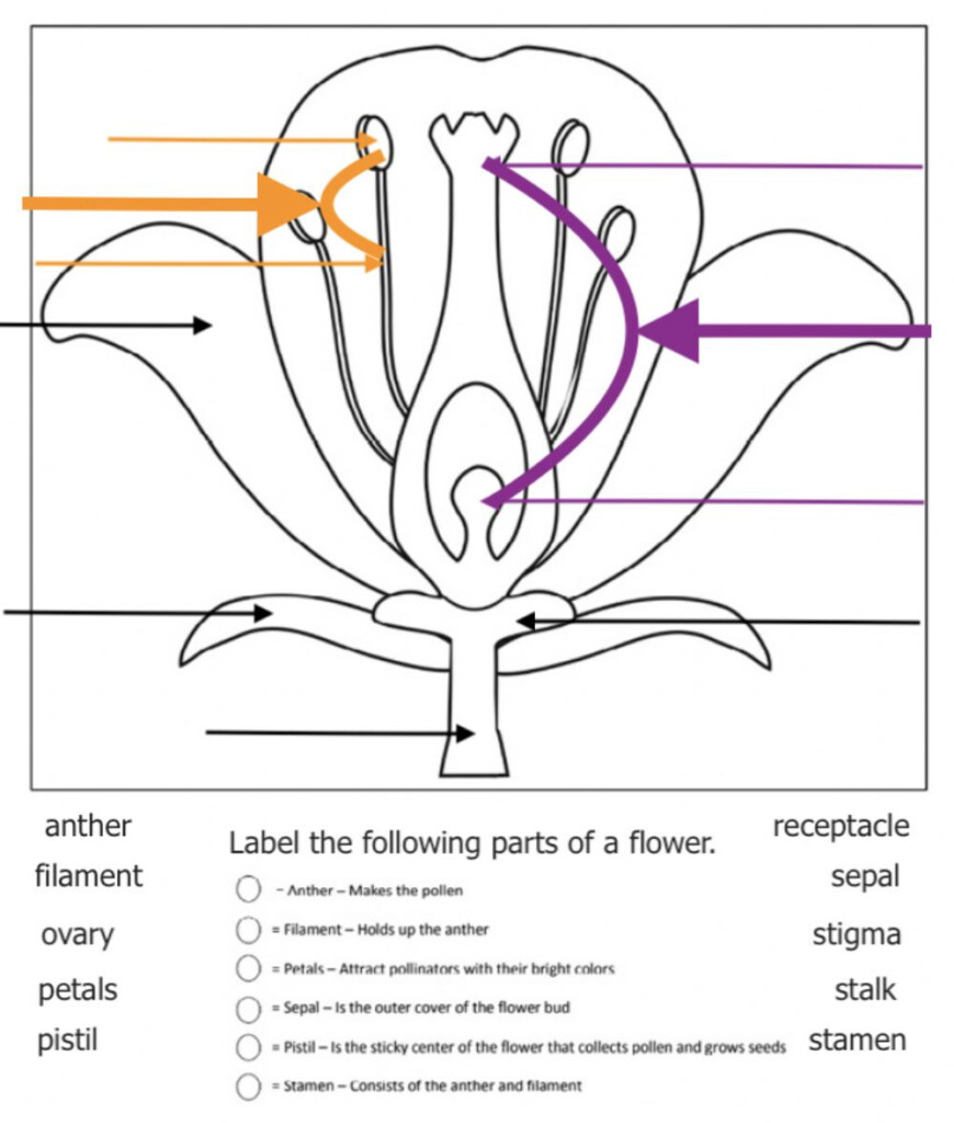 Anatomy Of A Flower Worksheet Answers Anatomy Worksheets