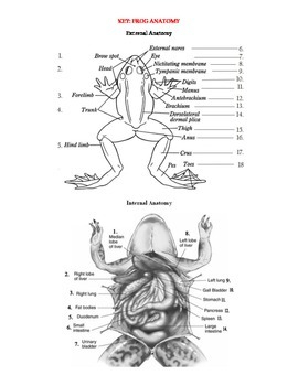 Anatomy Of A Frog Worksheet
