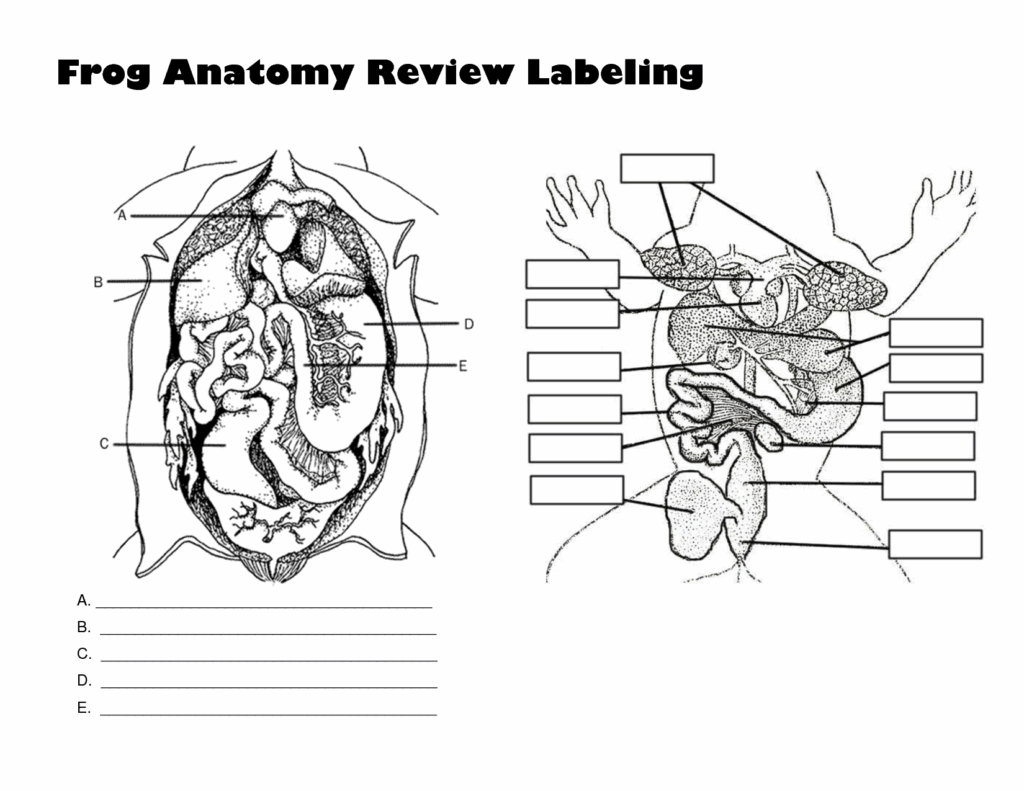 Anatomy Of A Frog Worksheet Frog Dissection Diagram Drawing