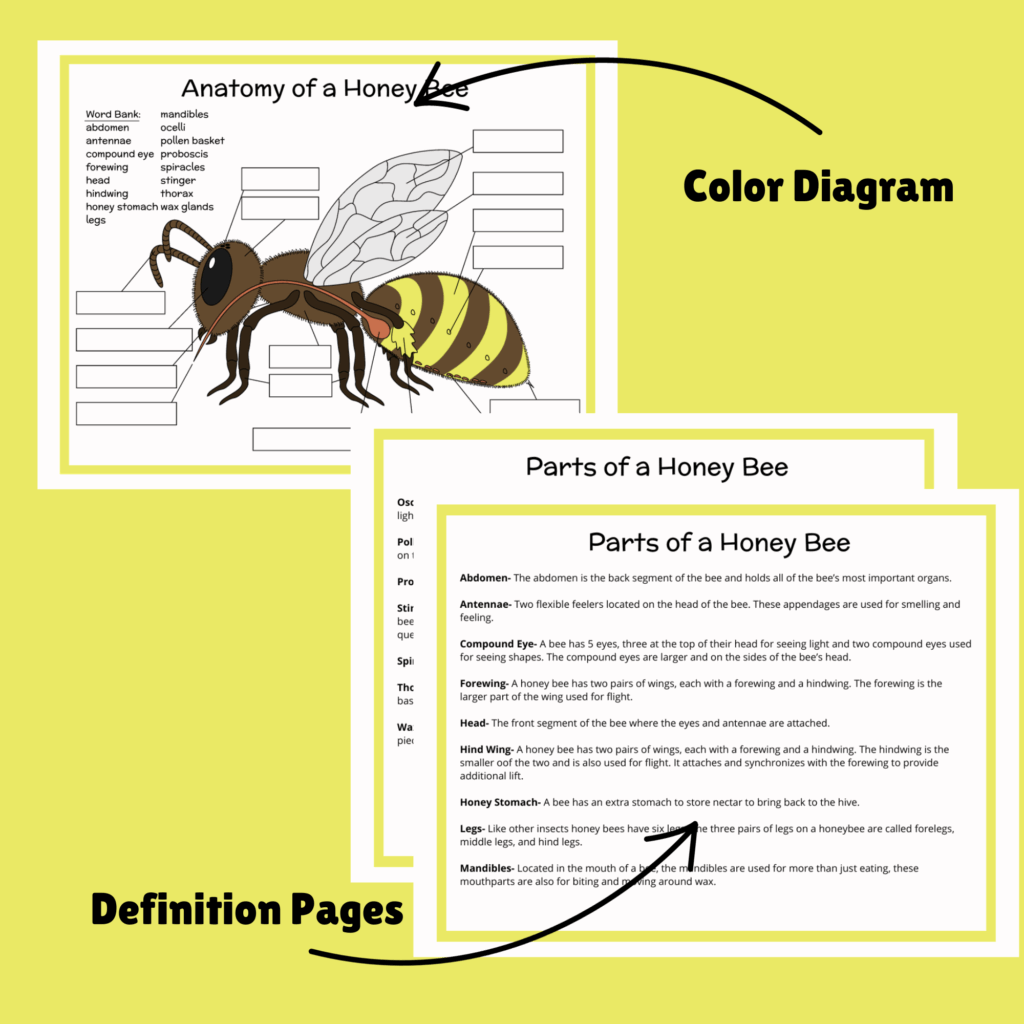 Anatomy Of A Honey Bee Beachside Homeschool