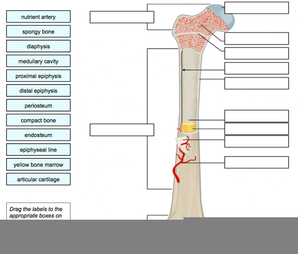 Anatomy Of A Long Bone Worksheet Answers Anatomy Worksheets