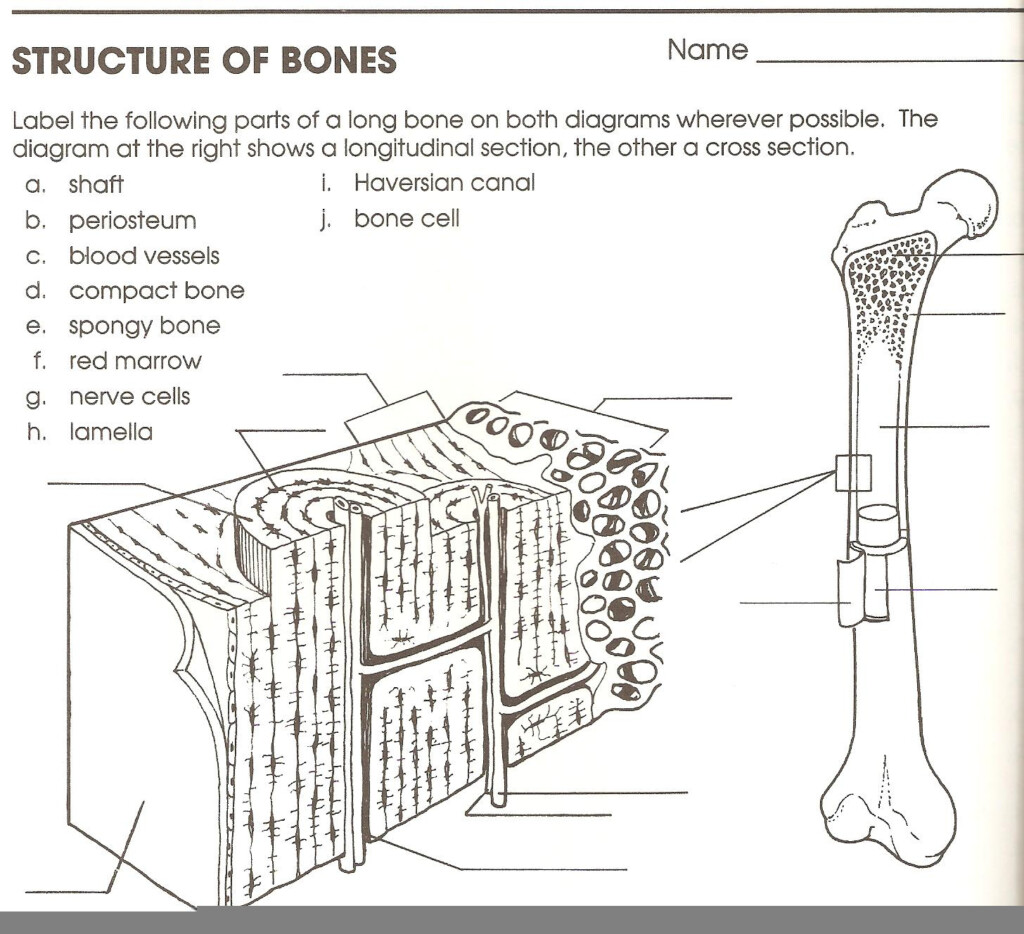 Anatomy Of A Long Bone Worksheet Answers Anatomy Worksheets