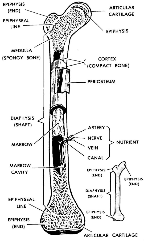 Anatomy Of A Long Bone Worksheet Printable Calendars AT A GLANCE