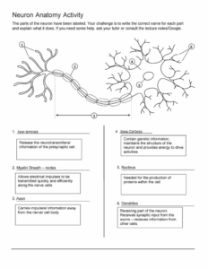Anatomy Of A Neuron Worksheets Answers Printable Worksheets