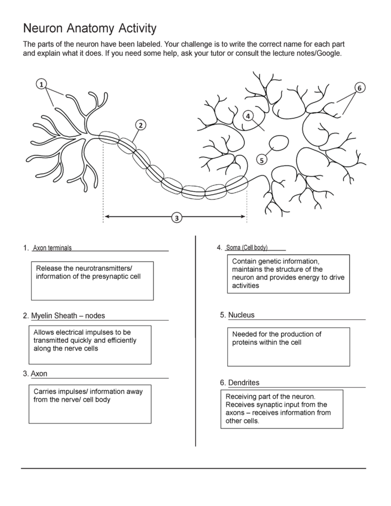 Anatomy Of A Neuron Worksheets Answers Printable Worksheets
