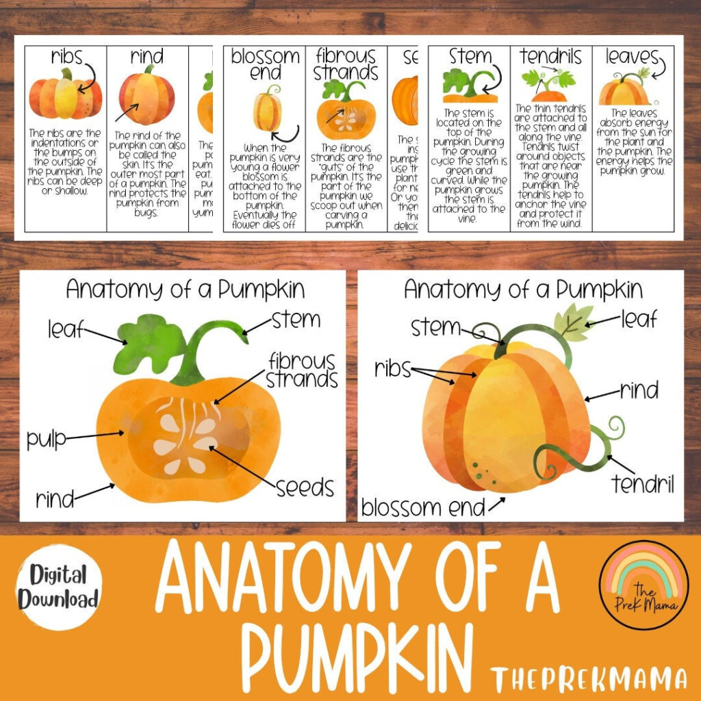 Anatomy Of A Pumpkin Preschool Printable Montessori Etsy Australia