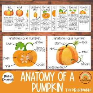 Anatomy Of A Pumpkin Preschool Printable Montessori Etsy Australia