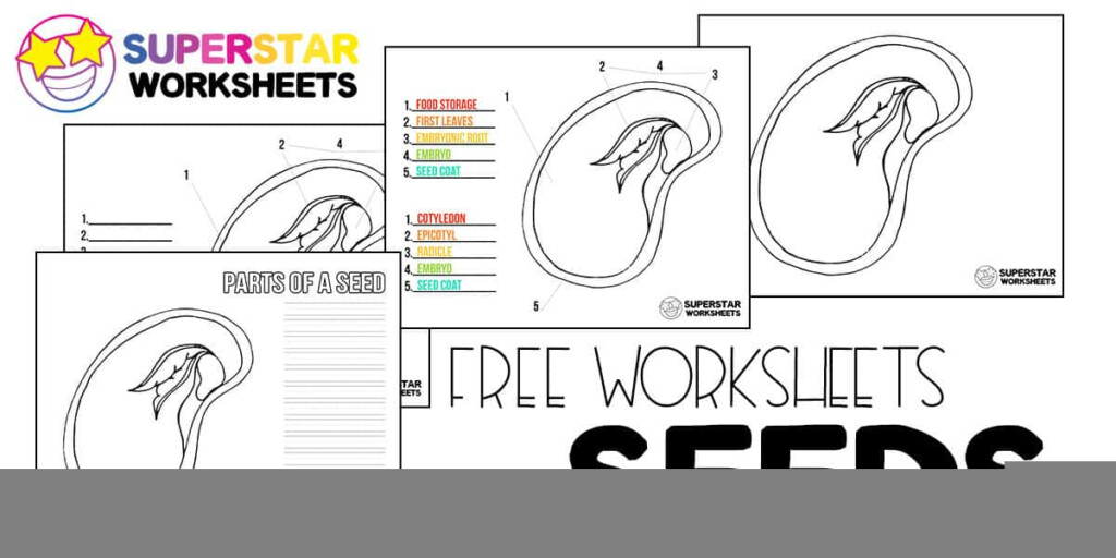 Anatomy Of A Seed Worksheet Anatomy Worksheets