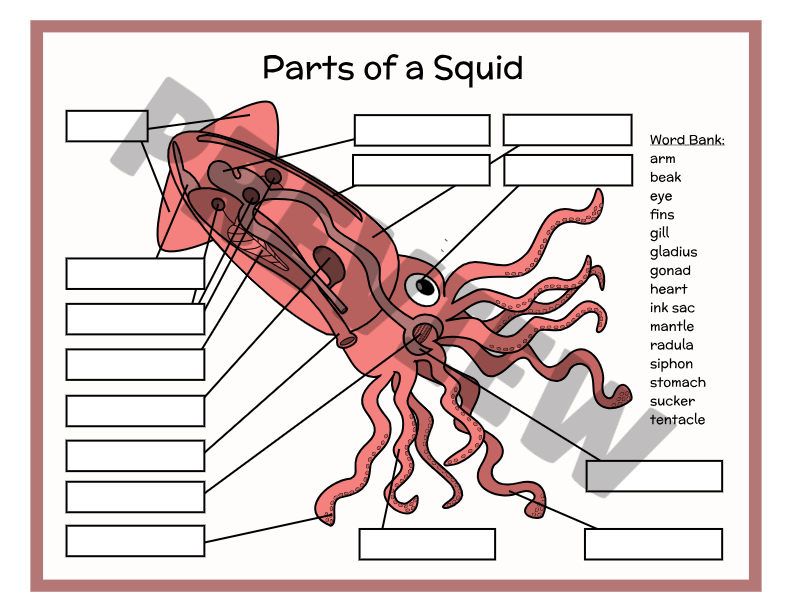 Anatomy Of A Squid Beachside Homeschool