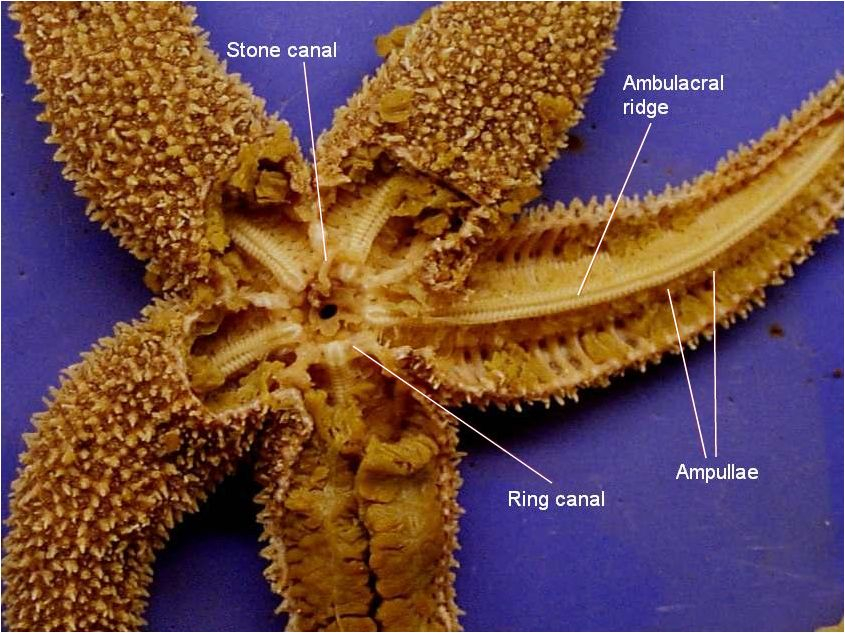 Anatomy Of A Starfish Worksheet