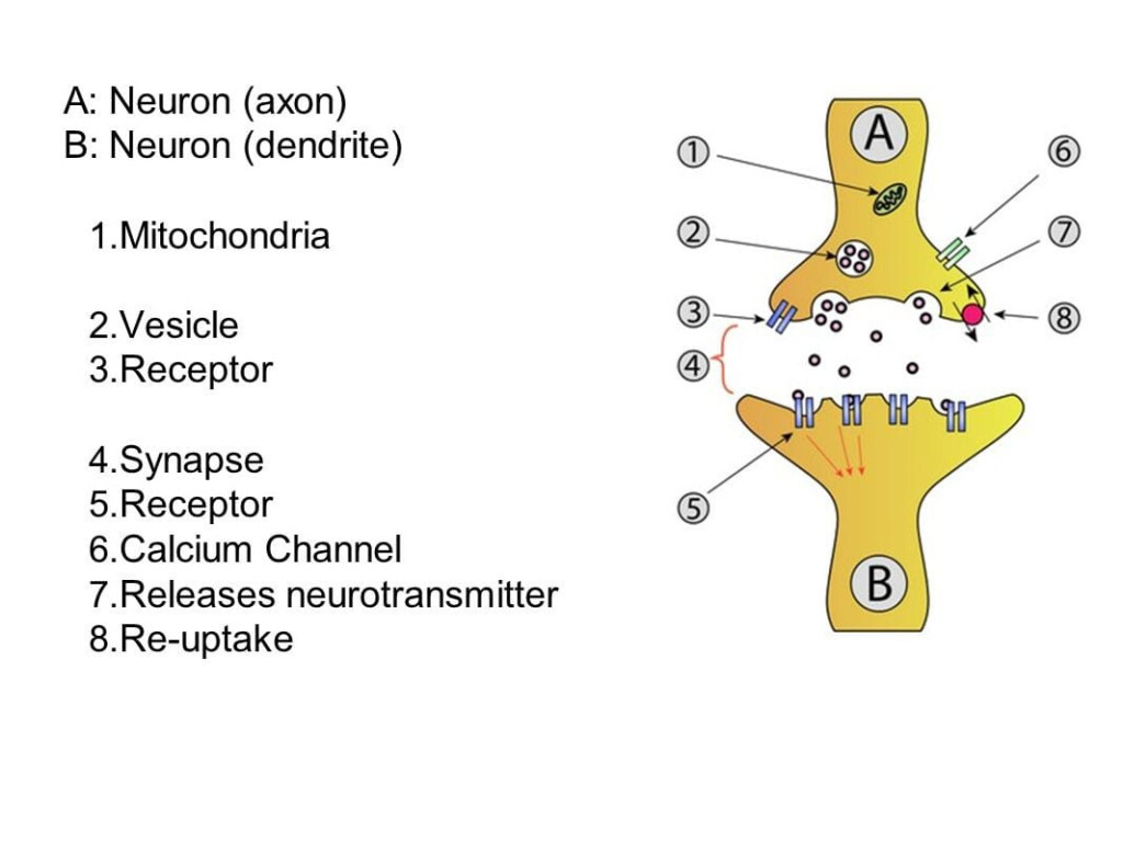 Anatomy Of A Synapse Worksheet Answers Anatomy Worksheets