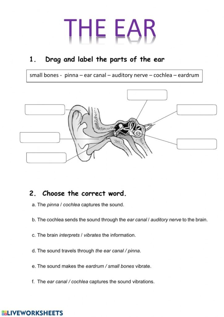 Anatomy Of Ear Worksheets Printable Worksheets